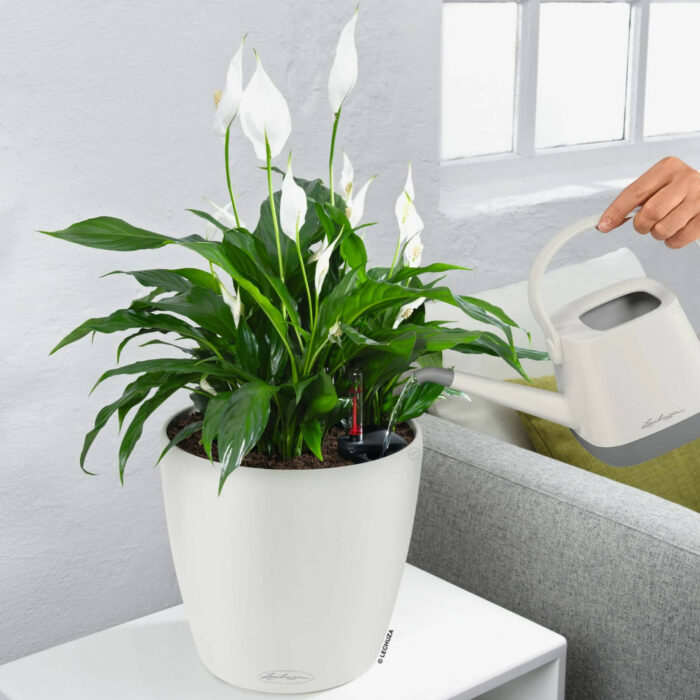 plantart.hu